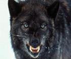 Μαύρο Wolf
